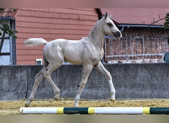 Caballo de equitación alemán pequeño, Yegua, Potro (06/2023), 158 cm, Palomino