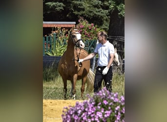 Caballo de equitación alemán pequeño, Yegua, Potro (06/2023), 158 cm, Palomino
