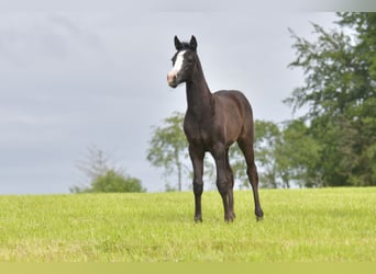 Caballo de equitación alemán pequeño, Yegua, Potro (04/2024), Tordo