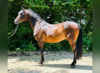 Caballo de Holstein, Caballo castrado, 10 años, 163 cm, Castaño