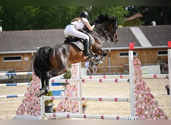 Caballo de Holstein, Caballo castrado, 10 años, 163 cm, Castaño