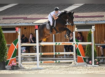 Caballo de Holstein, Caballo castrado, 10 años, 163 cm, Castaño