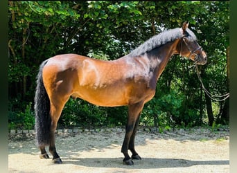 Caballo de Holstein, Caballo castrado, 10 años, 163 cm, Castaño