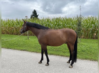 Caballo de Holstein, Caballo castrado, 10 años, 165 cm, Castaño