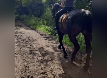 Caballo de Holstein, Caballo castrado, 10 años, 165 cm, Morcillo