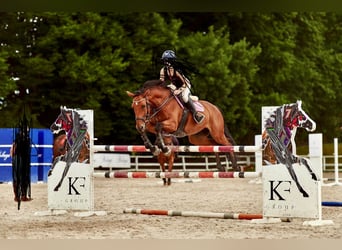 Caballo de Holstein, Caballo castrado, 10 años, 167 cm, Castaño