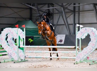 Caballo de Holstein, Caballo castrado, 10 años, 167 cm, Castaño