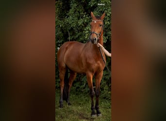 Caballo de Holstein, Caballo castrado, 10 años, 167 cm, Castaño