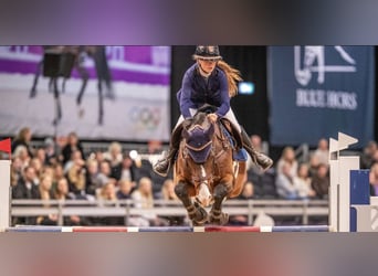 Caballo de Holstein, Caballo castrado, 10 años, 168 cm, Castaño rojizo