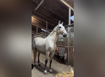 Caballo de Holstein, Caballo castrado, 10 años, 168 cm, Tordo picazo