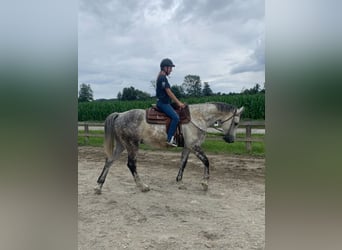 Caballo de Holstein, Caballo castrado, 10 años, 168 cm, White/Blanco