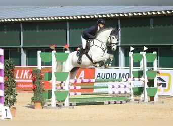 Caballo de Holstein, Caballo castrado, 10 años, 169 cm, Tordo