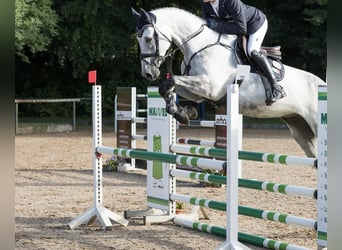 Caballo de Holstein, Caballo castrado, 10 años, 169 cm, Tordo