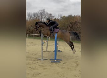 Caballo de Holstein, Caballo castrado, 10 años, 170 cm, Castaño