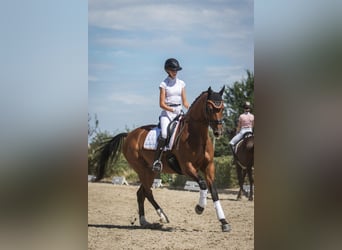 Caballo de Holstein, Caballo castrado, 10 años, 170 cm, Castaño