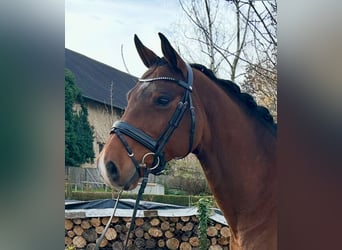 Caballo de Holstein, Caballo castrado, 10 años, 170 cm, Castaño