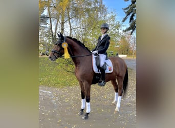 Caballo de Holstein, Caballo castrado, 10 años, 170 cm, Castaño