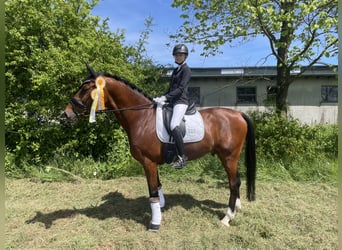 Caballo de Holstein, Caballo castrado, 10 años, 170 cm, Castaño