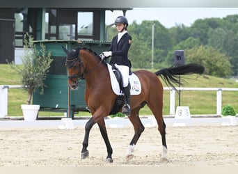 Caballo de Holstein, Caballo castrado, 10 años, 170 cm, Castaño