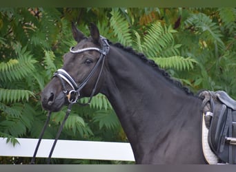 Caballo de Holstein, Caballo castrado, 10 años, 170 cm, Negro