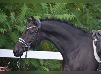 Caballo de Holstein, Caballo castrado, 10 años, 170 cm, Negro