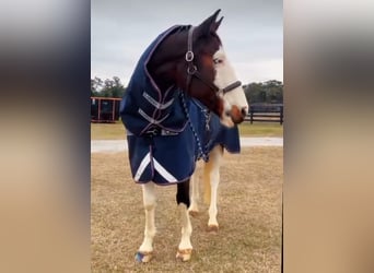Caballo de Holstein, Caballo castrado, 10 años, 170 cm, Tobiano-todas las-capas