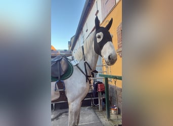 Caballo de Holstein, Caballo castrado, 10 años, 170 cm, Tordo