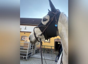 Caballo de Holstein, Caballo castrado, 10 años, 170 cm, Tordo