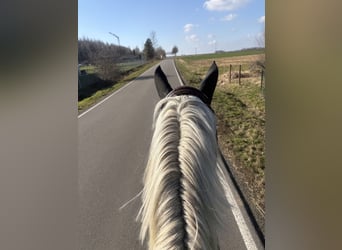 Caballo de Holstein, Caballo castrado, 10 años, 170 cm, Tordo