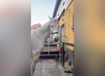 Caballo de Holstein, Caballo castrado, 10 años, 170 cm, Tordo