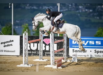 Caballo de Holstein, Caballo castrado, 10 años, 170 cm, Tordo