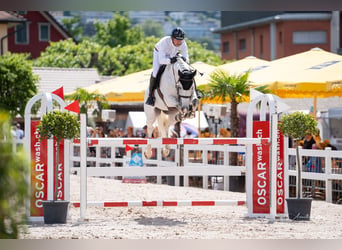 Caballo de Holstein, Caballo castrado, 10 años, 170 cm, Tordo