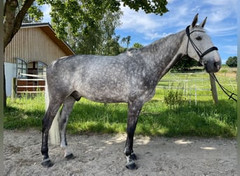 Caballo de Holstein, Caballo castrado, 10 años, 170 cm, Tordo rodado