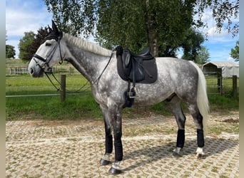 Caballo de Holstein, Caballo castrado, 10 años, 170 cm, Tordo rodado