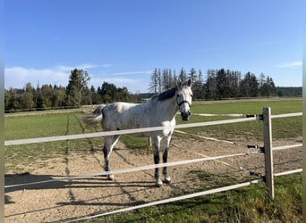 Caballo de Holstein, Caballo castrado, 10 años, 172 cm, Tordo