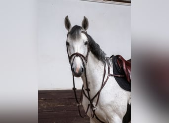 Caballo de Holstein, Caballo castrado, 10 años, 175 cm, Tordo