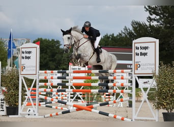 Caballo de Holstein, Caballo castrado, 10 años, 175 cm, Tordo