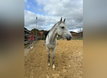 Caballo de Holstein, Caballo castrado, 10 años, 177 cm, Tordo