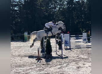 Caballo de Holstein, Caballo castrado, 10 años, 177 cm, Tordo