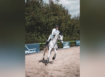 Caballo de Holstein, Caballo castrado, 10 años, 177 cm, Tordo