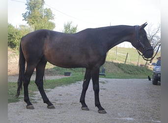 Caballo de Holstein, Caballo castrado, 10 años, 180 cm, Castaño