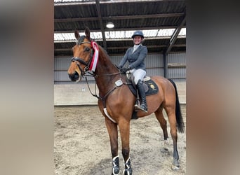 Caballo de Holstein, Caballo castrado, 10 años, 180 cm, Castaño