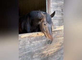 Caballo de Holstein, Caballo castrado, 10 años, 185 cm, Castaño