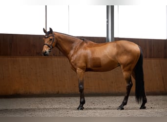 Caballo de Holstein, Caballo castrado, 11 años, 164 cm, Castaño rojizo
