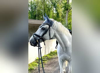 Caballo de Holstein, Caballo castrado, 11 años, 165 cm, Tordo