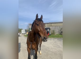 Caballo de Holstein, Caballo castrado, 11 años, 167 cm, Castaño