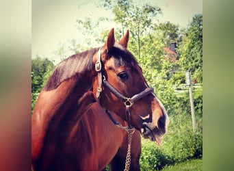 Caballo de Holstein, Caballo castrado, 11 años, 168 cm, Alazán-tostado