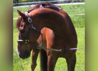 Caballo de Holstein, Caballo castrado, 11 años, 168 cm, Alazán-tostado