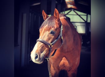 Caballo de Holstein, Caballo castrado, 11 años, 168 cm, Alazán-tostado