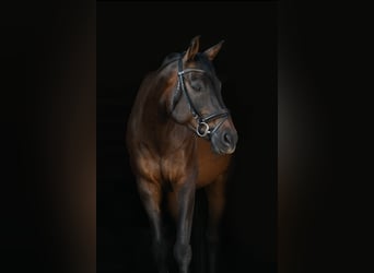 Caballo de Holstein, Caballo castrado, 11 años, 168 cm, Castaño oscuro